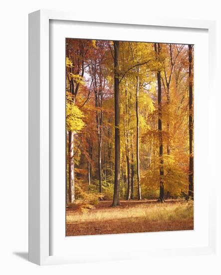 Beech Forest, Autumn-Thonig-Framed Photographic Print