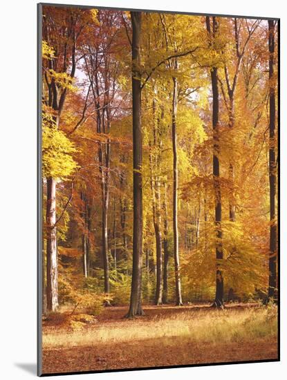 Beech Forest, Autumn-Thonig-Mounted Photographic Print