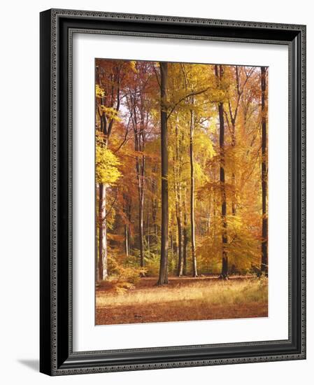 Beech Forest, Autumn-Thonig-Framed Photographic Print