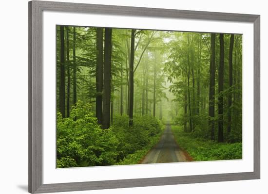 Beech Forest, Erzgebirge, Saxony, Germany, Europe-Jochen Schlenker-Framed Photographic Print