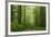 Beech Forest, Erzgebirge, Saxony, Germany, Europe-Jochen Schlenker-Framed Photographic Print