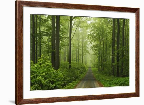 Beech Forest, Erzgebirge, Saxony, Germany, Europe-Jochen Schlenker-Framed Photographic Print