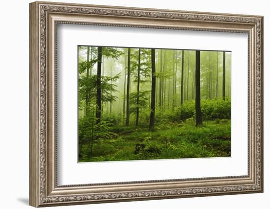 Beech Forest, Erzgebirge, Saxony, Germany, Europe-Jochen Schlenker-Framed Photographic Print