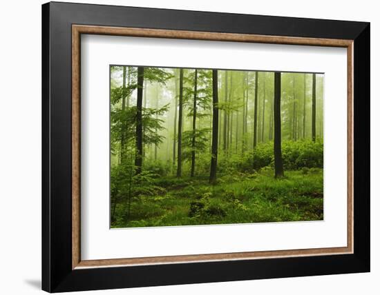 Beech Forest, Erzgebirge, Saxony, Germany, Europe-Jochen Schlenker-Framed Photographic Print