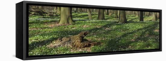 Beech Forest, Fagus Sylvatica, Wood Anemones, Anemone Nemorosa, Spring-Andreas Keil-Framed Premier Image Canvas