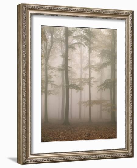 Beech Forest, Fog-Thonig-Framed Photographic Print