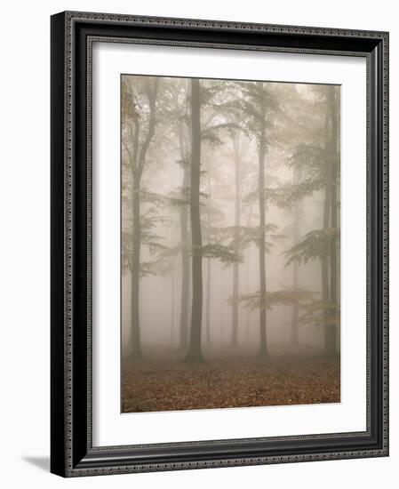 Beech Forest, Fog-Thonig-Framed Photographic Print