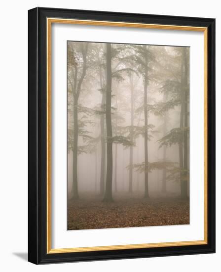 Beech Forest, Fog-Thonig-Framed Photographic Print