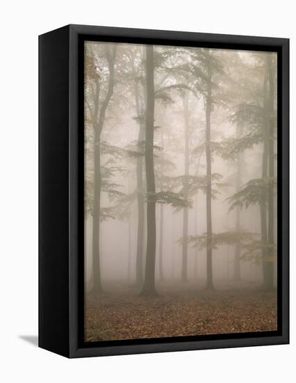 Beech Forest, Fog-Thonig-Framed Premier Image Canvas
