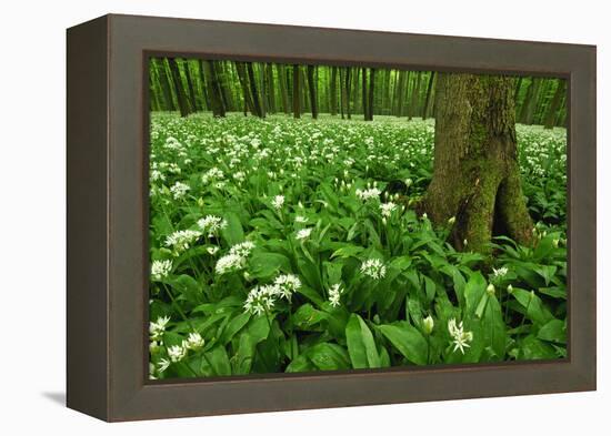 Beech-Forest, Forest-Ground, Bear-Leek-Raimund Linke-Framed Premier Image Canvas