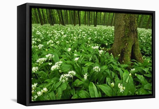 Beech-Forest, Forest-Ground, Bear-Leek-Raimund Linke-Framed Premier Image Canvas