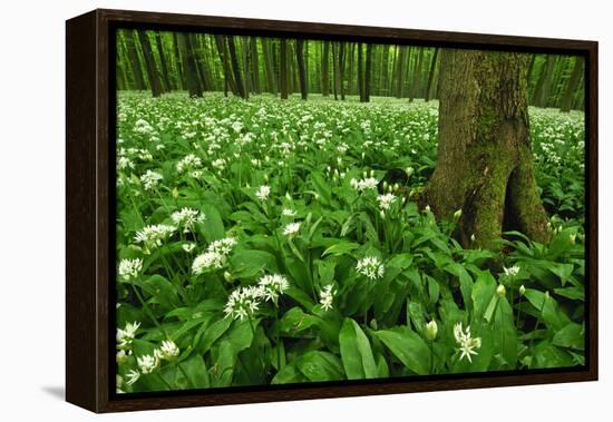Beech-Forest, Forest-Ground, Bear-Leek-Raimund Linke-Framed Premier Image Canvas