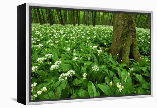 Beech-Forest, Forest-Ground, Bear-Leek-Raimund Linke-Framed Premier Image Canvas