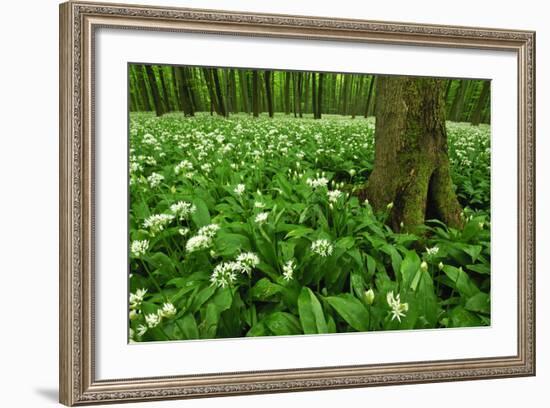 Beech-Forest, Forest-Ground, Bear-Leek-Raimund Linke-Framed Photographic Print