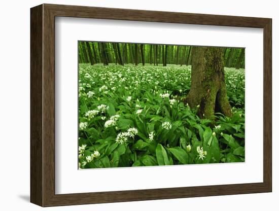 Beech-Forest, Forest-Ground, Bear-Leek-Raimund Linke-Framed Photographic Print