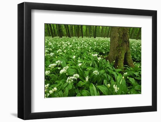 Beech-Forest, Forest-Ground, Bear-Leek-Raimund Linke-Framed Photographic Print