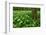 Beech-Forest, Forest-Ground, Bear-Leek-Raimund Linke-Framed Photographic Print