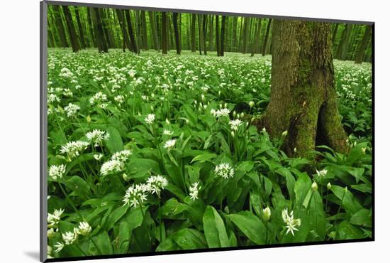 Beech-Forest, Forest-Ground, Bear-Leek-Raimund Linke-Mounted Photographic Print