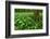 Beech-Forest, Forest-Ground, Bear-Leek-Raimund Linke-Framed Photographic Print