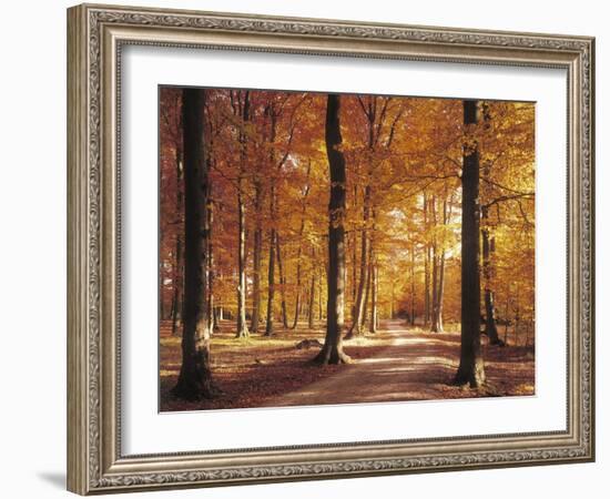 Beech Forest, Forest Road, Autumn-Thonig-Framed Photographic Print