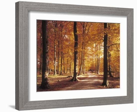 Beech Forest, Forest Road, Autumn-Thonig-Framed Photographic Print