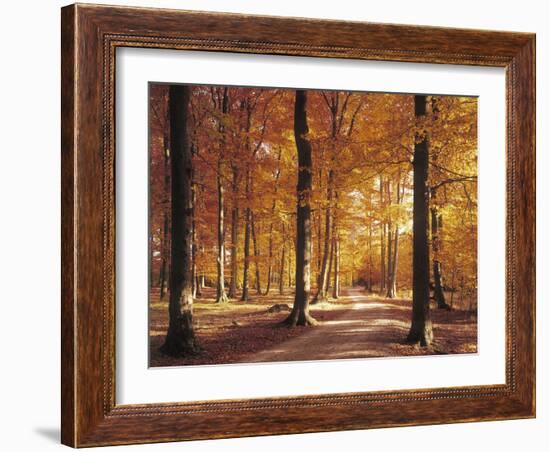 Beech Forest, Forest Road, Autumn-Thonig-Framed Photographic Print