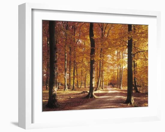 Beech Forest, Forest Road, Autumn-Thonig-Framed Photographic Print