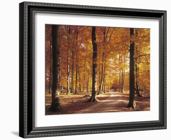 Beech Forest, Forest Road, Autumn-Thonig-Framed Photographic Print