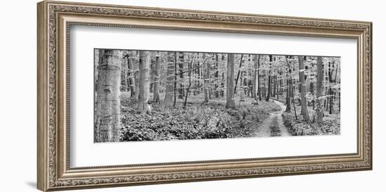 Beech forest, Germany-Frank Krahmer-Framed Art Print