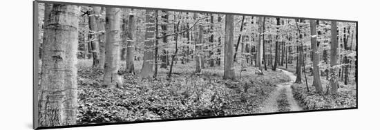 Beech forest, Germany-Frank Krahmer-Mounted Art Print