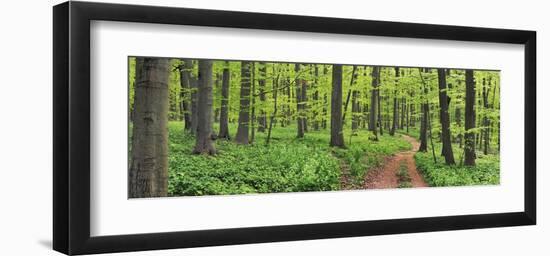 Beech forest, Germany-Frank Krahmer-Framed Art Print