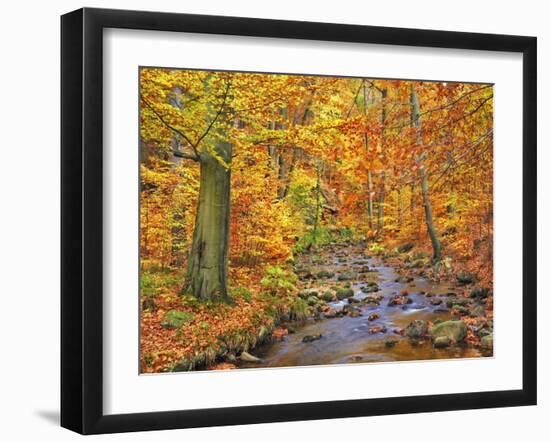 Beech forest in autumn, Ilse Valley, Germany-Frank Krahmer-Framed Art Print