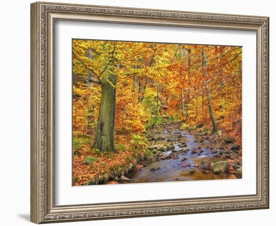 Beech forest in autumn, Ilse Valley, Germany-Frank Krahmer-Framed Art Print