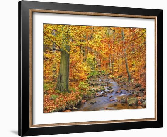 Beech forest in autumn, Ilse Valley, Germany-Frank Krahmer-Framed Art Print