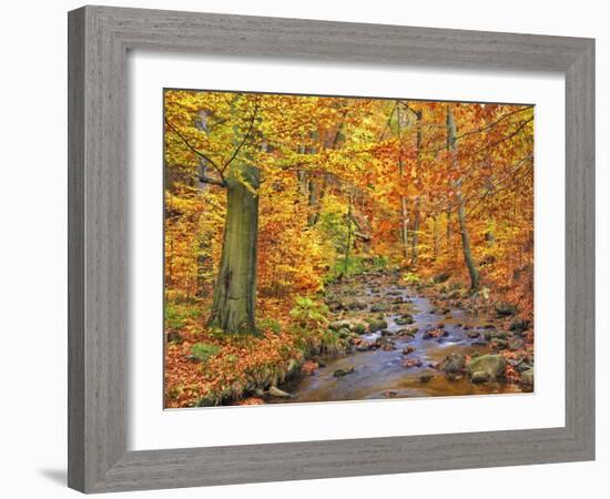 Beech forest in autumn, Ilse Valley, Germany-Frank Krahmer-Framed Art Print