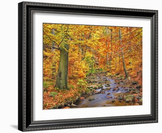 Beech forest in autumn, Ilse Valley, Germany-Frank Krahmer-Framed Art Print