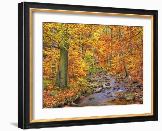 Beech forest in autumn, Ilse Valley, Germany-Frank Krahmer-Framed Art Print