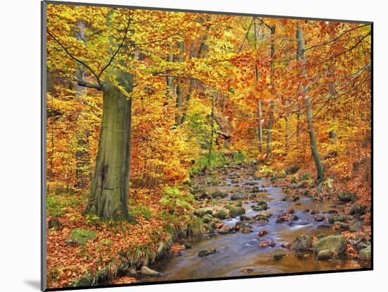 Beech forest in autumn, Ilse Valley, Germany-Frank Krahmer-Mounted Art Print