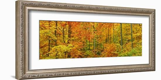 Beech forest in autumn, Kassel, Germany-Frank Krahmer-Framed Art Print