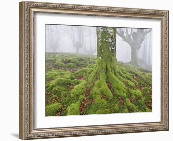 Beech Forest in the Gorbea Nature Reserve, Fog, Moss, the Basque Provinces, Spain-Rainer Mirau-Framed Photographic Print