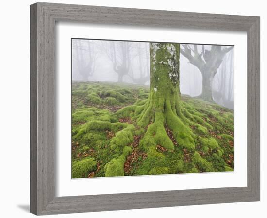 Beech Forest in the Gorbea Nature Reserve, Fog, Moss, the Basque Provinces, Spain-Rainer Mirau-Framed Photographic Print