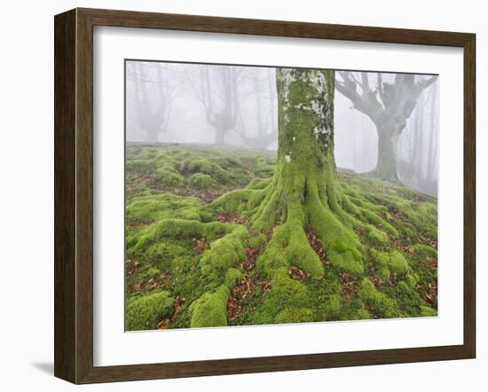 Beech Forest in the Gorbea Nature Reserve, Fog, Moss, the Basque Provinces, Spain-Rainer Mirau-Framed Photographic Print