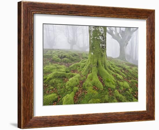 Beech Forest in the Gorbea Nature Reserve, Fog, Moss, the Basque Provinces, Spain-Rainer Mirau-Framed Photographic Print