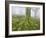 Beech Forest in the Gorbea Nature Reserve, Fog, Moss, the Basque Provinces, Spain-Rainer Mirau-Framed Photographic Print