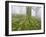 Beech Forest in the Gorbea Nature Reserve, Fog, Moss, the Basque Provinces, Spain-Rainer Mirau-Framed Photographic Print