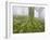 Beech Forest in the Gorbea Nature Reserve, Fog, Moss, the Basque Provinces, Spain-Rainer Mirau-Framed Photographic Print