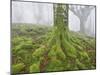 Beech Forest in the Gorbea Nature Reserve, Fog, Moss, the Basque Provinces, Spain-Rainer Mirau-Mounted Photographic Print
