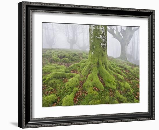 Beech Forest in the Gorbea Nature Reserve, Fog, Moss, the Basque Provinces, Spain-Rainer Mirau-Framed Photographic Print