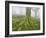 Beech Forest in the Gorbea Nature Reserve, Fog, Moss, the Basque Provinces, Spain-Rainer Mirau-Framed Photographic Print