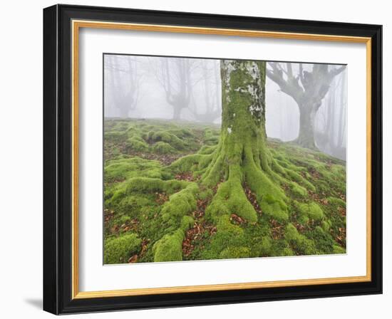 Beech Forest in the Gorbea Nature Reserve, Fog, Moss, the Basque Provinces, Spain-Rainer Mirau-Framed Photographic Print